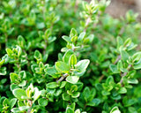Thyme